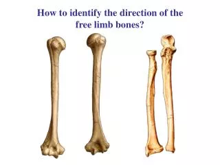 How to identify the direction of the free limb bones?
