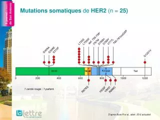 Mutations somatiques de HER2 (n = 25)