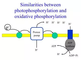 Similarities between photophosphorylation and oxidative phosphorylation