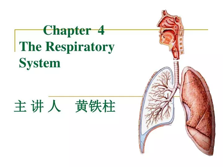 chapter 4 the respiratory system