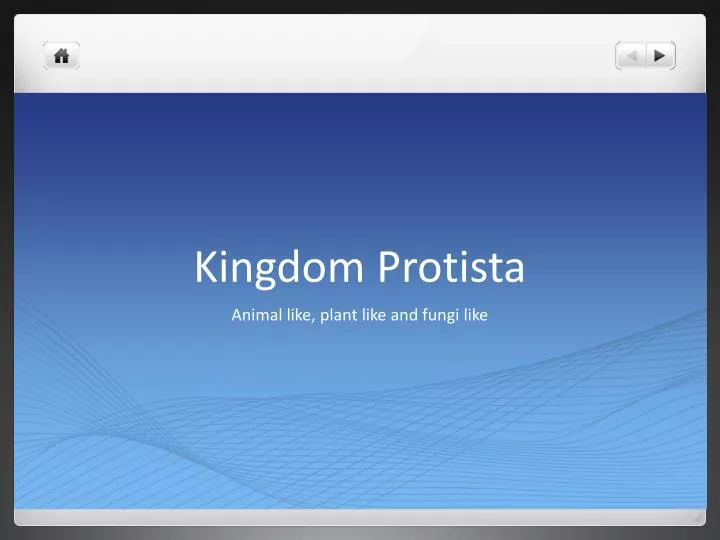 kingdom protista