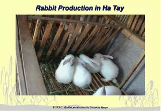 Rabbit Production in Ha Tay