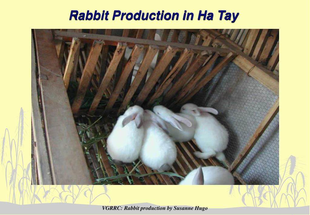 PPT - Rabbit Production in Ha Tay PowerPoint Presentation, free ...
