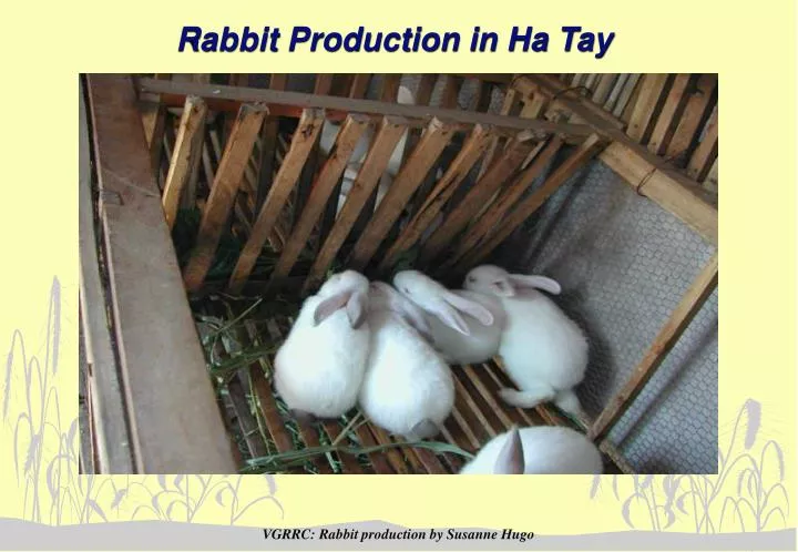 rabbit production in ha tay