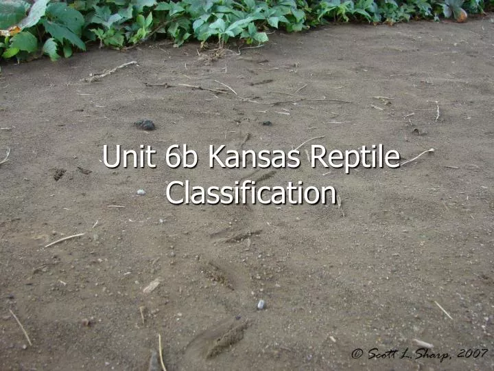 unit 6b kansas reptile classification