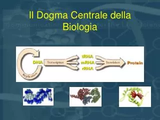 Il Dogma Centrale della Biologia