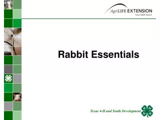 Rabbit Essentials