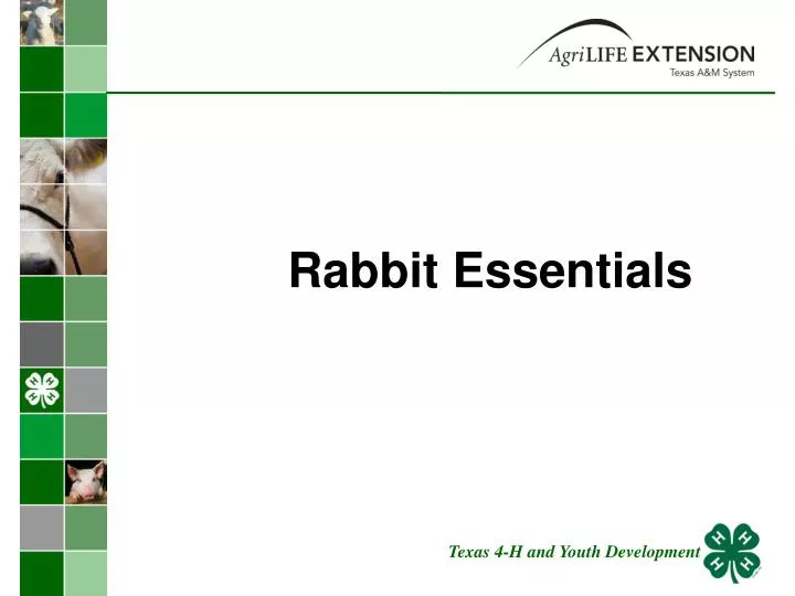rabbit essentials