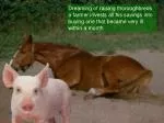 Day 2 – no change piglet kept on pleading with the horse : - slide 1