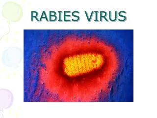 RABIES VIRUS