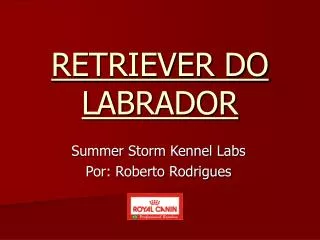 retriever do labrador