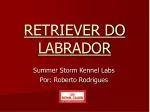 RETRIEVER DO LABRADOR - slide 1