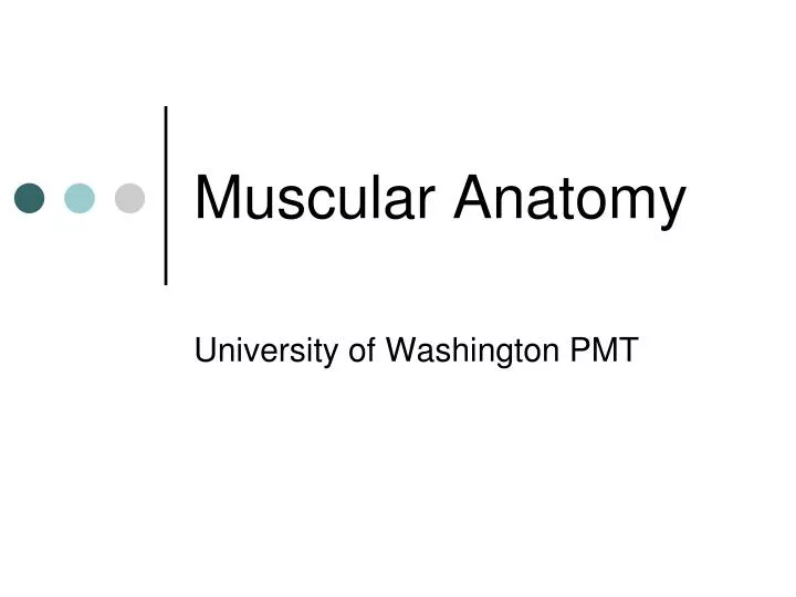 muscular anatomy