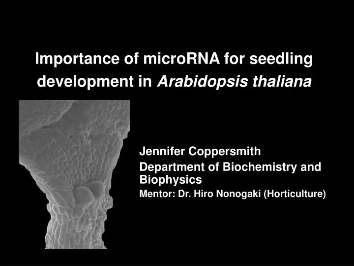 importance of microrna for seedling development in arabidopsis thaliana