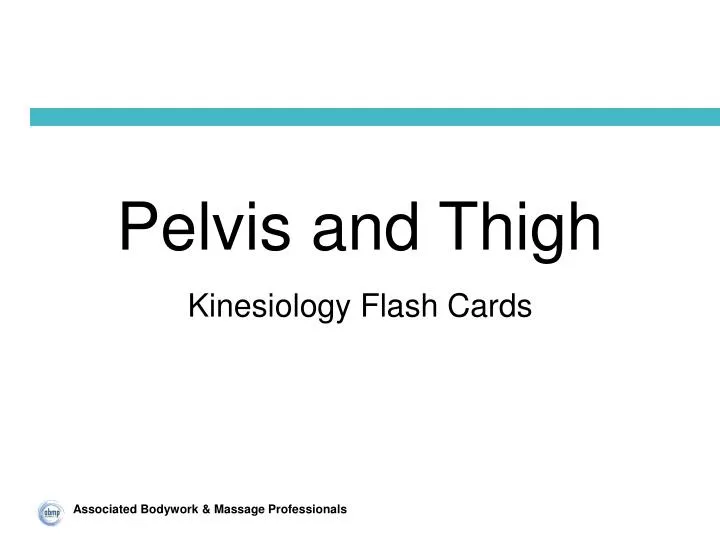 pelvis and thigh