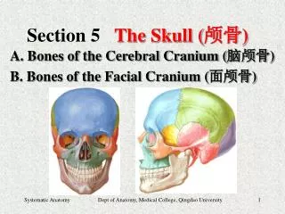 Section 5 The Skull ( ?? )