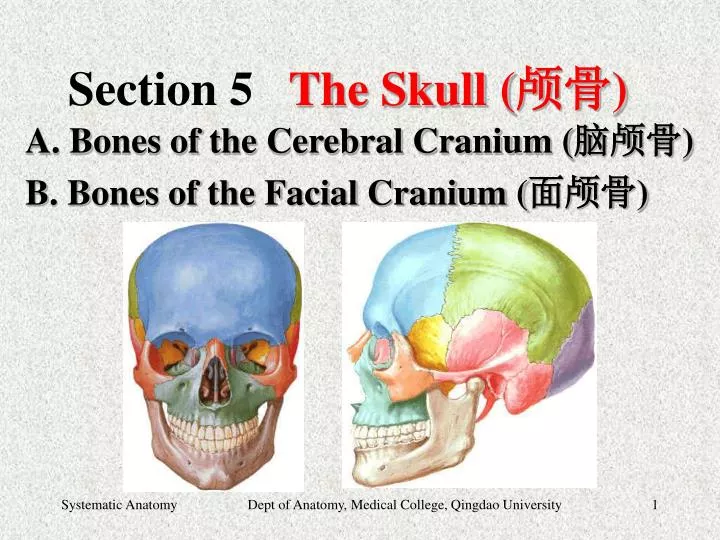 section 5 the skull