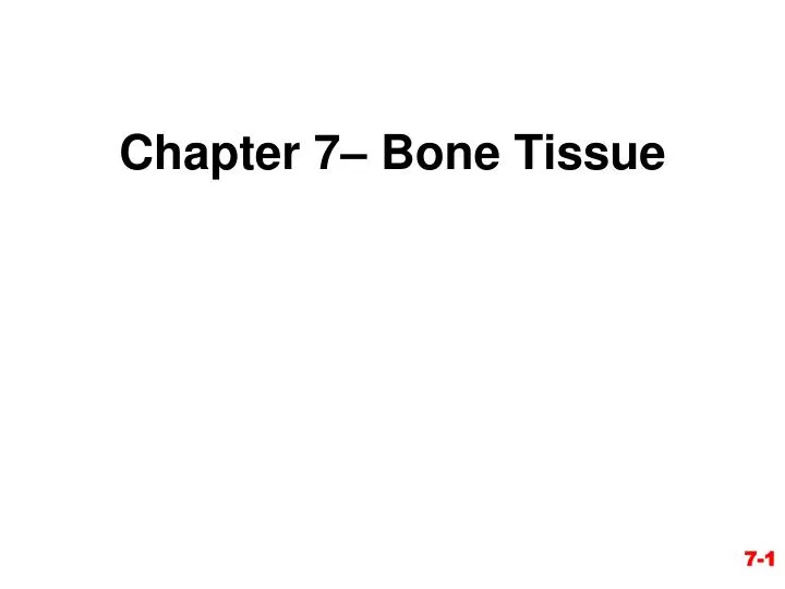 chapter 7 bone tissue