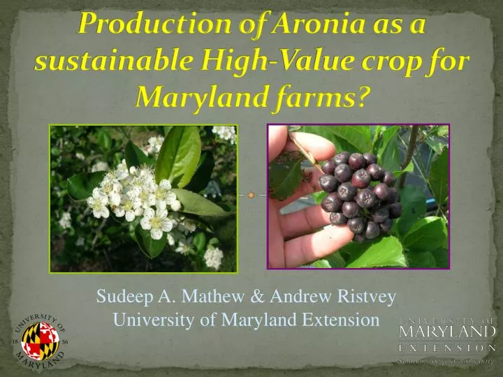 production of aronia as a sustainable high value crop for maryland farms