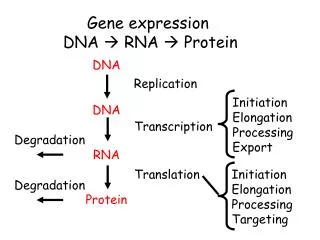 Gene expression DNA ? RNA ? Protein
