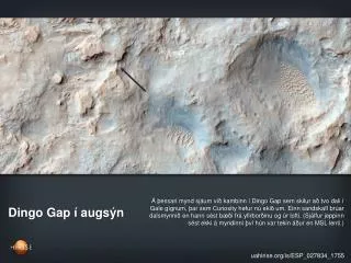 dingo gap augs n