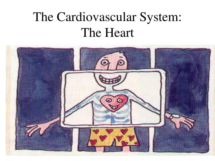 the cardiovascular system the heart