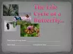 Discovering Butterfly Magic: Journey with Sally - slide 1