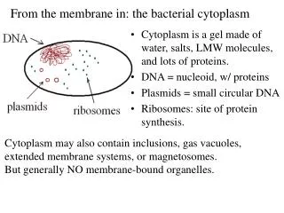 From the membrane in: the bacterial cytoplasm