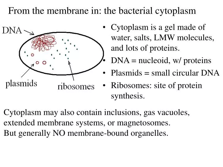 from the membrane in the bacterial cytoplasm