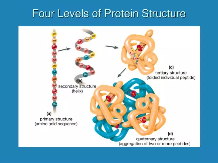 four levels of protein structure