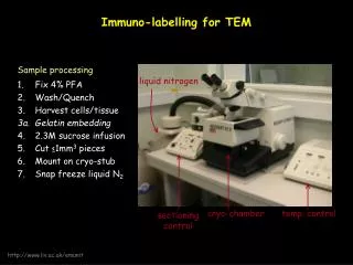 Immuno-labelling for TEM