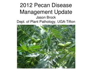 2012 Pecan Disease Management Update Jason Brock Dept. of Plant Pathology, UGA-Tifton