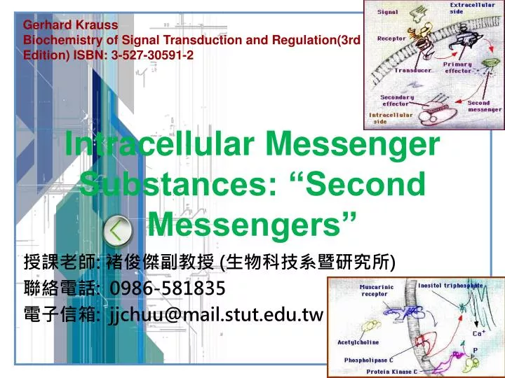 intracellular messenger substances second messengers
