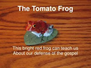 The Tomato Frog