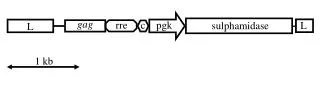 sulphamidase