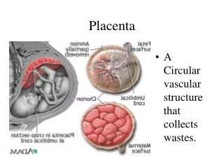 Placenta