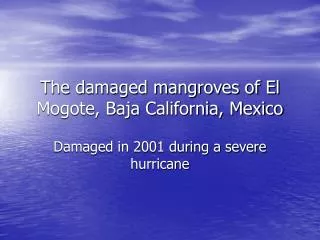 The damaged mangroves of El Mogote, Baja California, Mexico