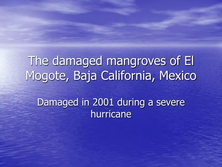 the damaged mangroves of el mogote baja california mexico