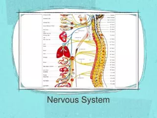 nervous system