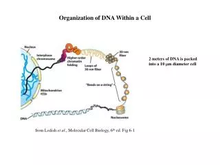 Organization of DNA Within a Cell