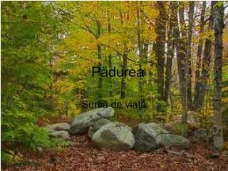 p durea