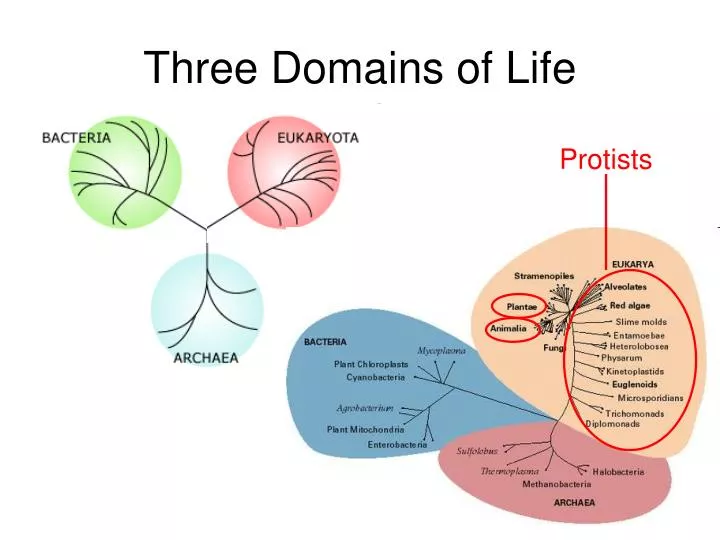 three domains of life