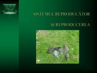 sistemul reprod u c tor i reproducerea