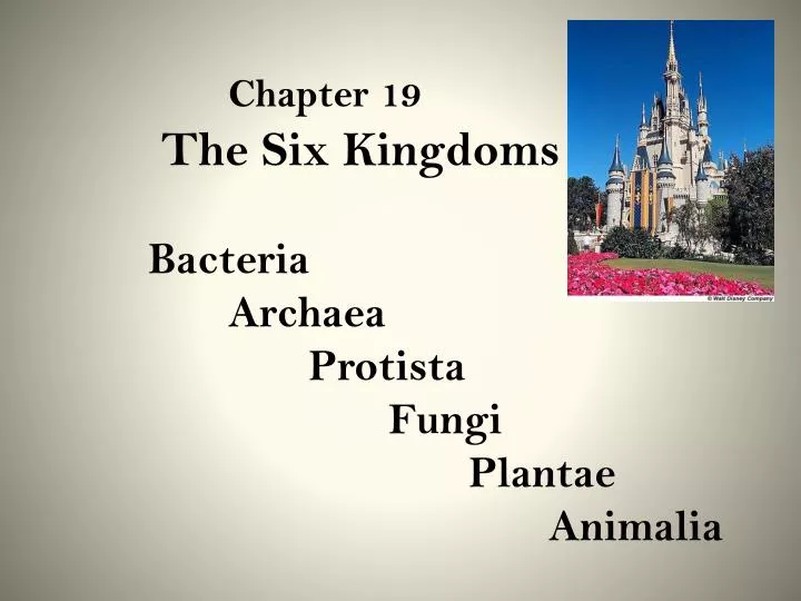 chapter 19 the six kingdoms bacteria archaea protista fungi plantae animalia