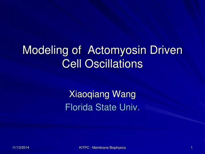 modeling of actomyosin driven cell oscillations