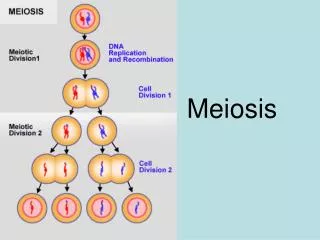 Meiosis