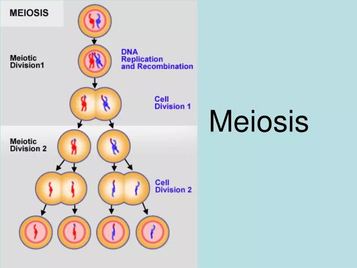 meiosis