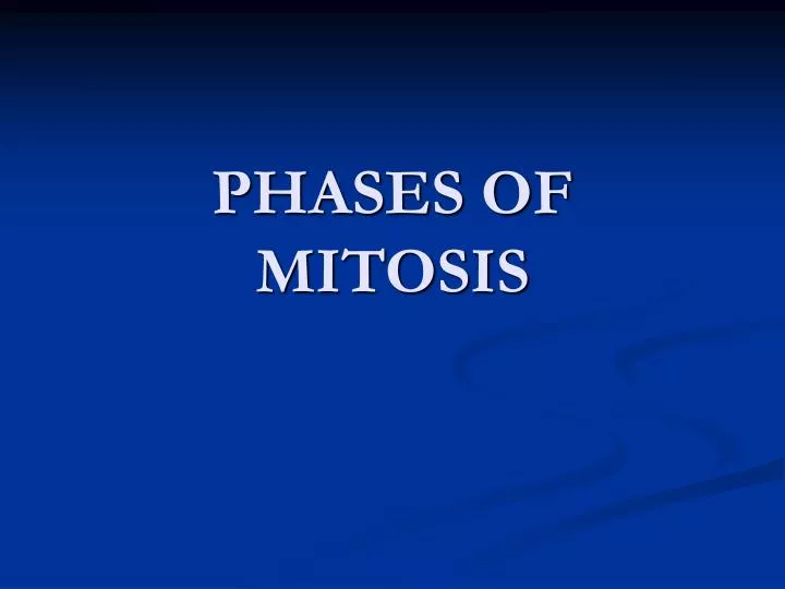 phases of mitosis