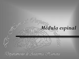 m dula espinal