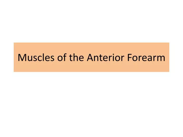 muscles of the anterior forearm